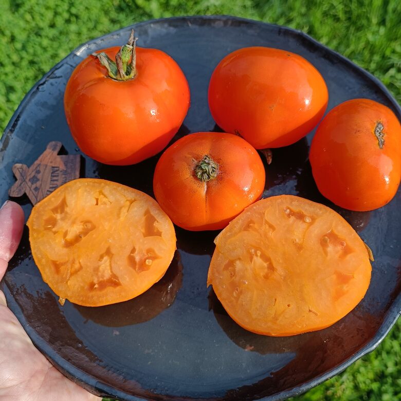 Zolotoj Samorodok (10 tomātu sēklas) 